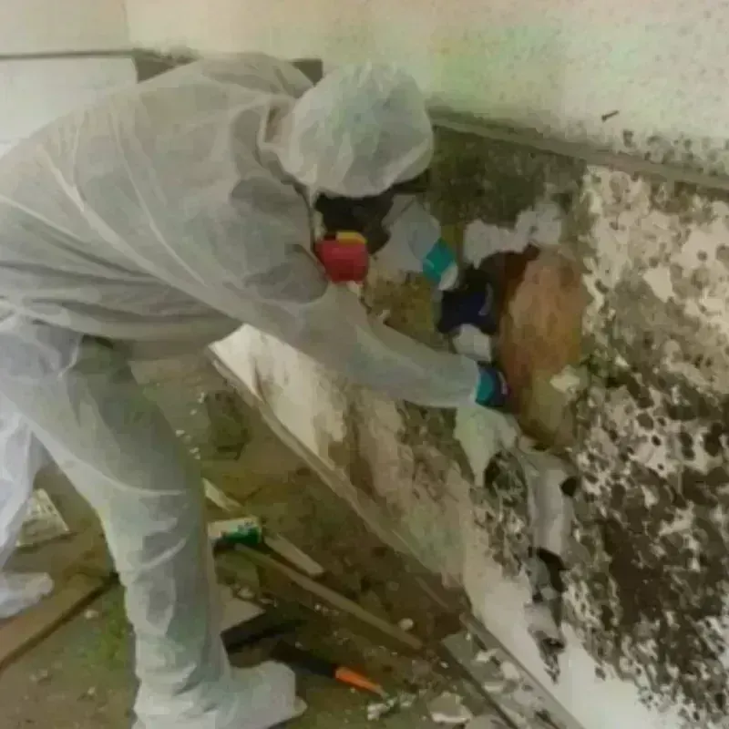 Mold Remediation and Removal in Lubeck, WV